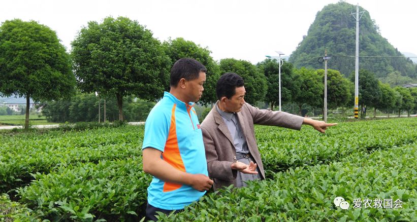 生态茶园的规划,生态茶园建设的好处