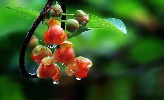 牙齿美白慕斯真的好用吗,牙齿美白慕斯真的好吗