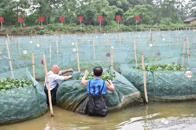 水产养殖大户带动村民致富,水产养殖基地增收