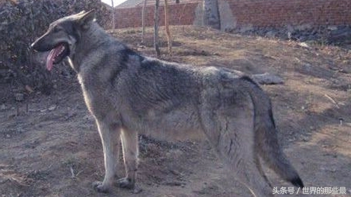 全球十大猛犬排名藏獒只能排第5,十大猛犬藏獒都不是对手