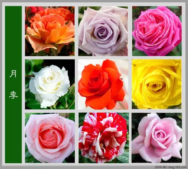 最全花品种,史上最简单的十种花