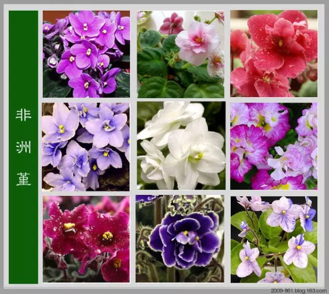 最全花品种,史上最简单的十种花