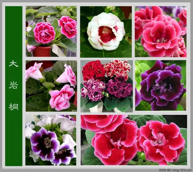 最全花品种,史上最简单的十种花