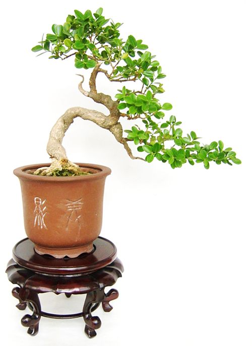 黄杨盆景好养吗怎么养,黄杨盆栽生长得快吗