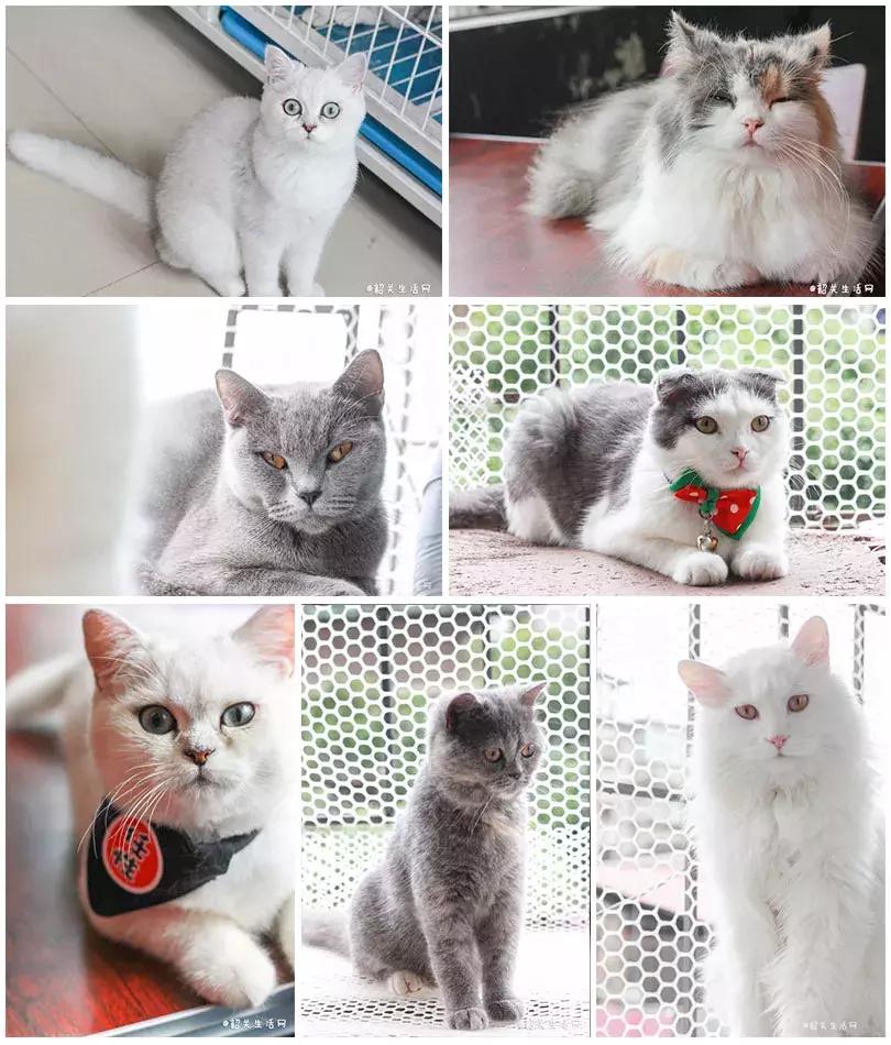 共享吸猫啦！藏身市区小巷内的这家撸猫馆，开门那刻，心就融化了