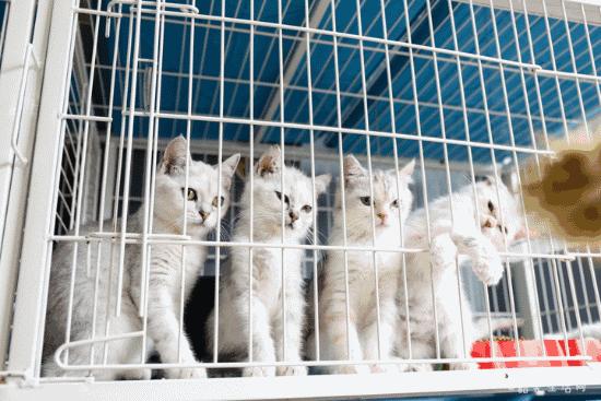 共享吸猫啦！藏身市区小巷内的这家撸猫馆，开门那刻，心就融化了