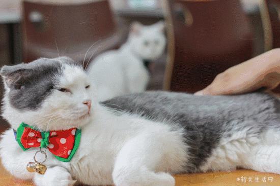 喂！妖妖灵吗？韶关这条巷子内有人聚众吸猫！已经有人沦陷了……