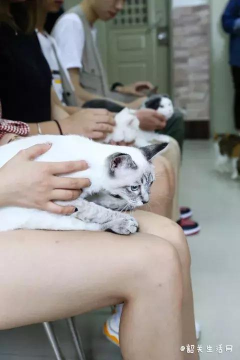 共享吸猫啦！藏身市区小巷内的这家撸猫馆，开门那刻，心就融化了