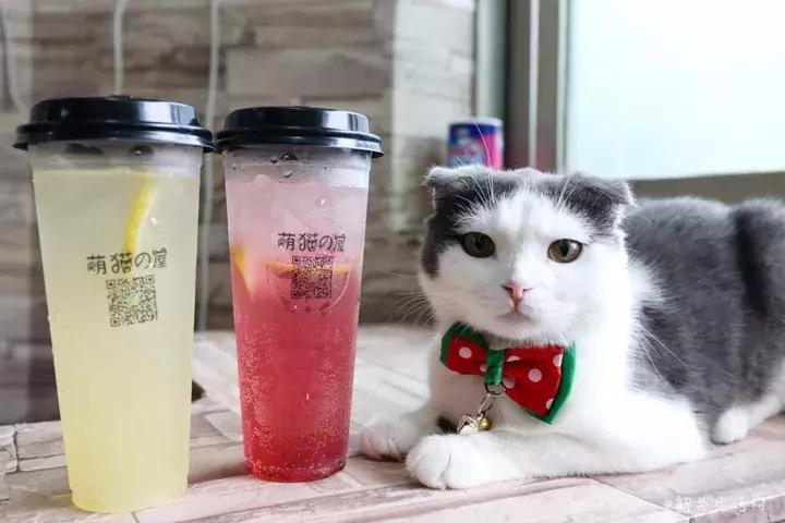 喂！妖妖灵吗？韶关这条巷子内有人聚众吸猫！已经有人沦陷了……