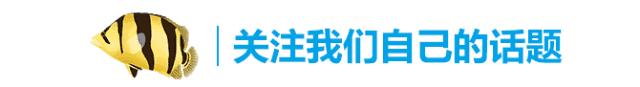 魟鱼怎么入缸就死,魟鱼入缸前检疫