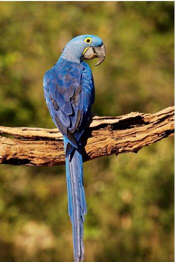 紫蓝金刚鹦鹉——最贵的观赏鸟