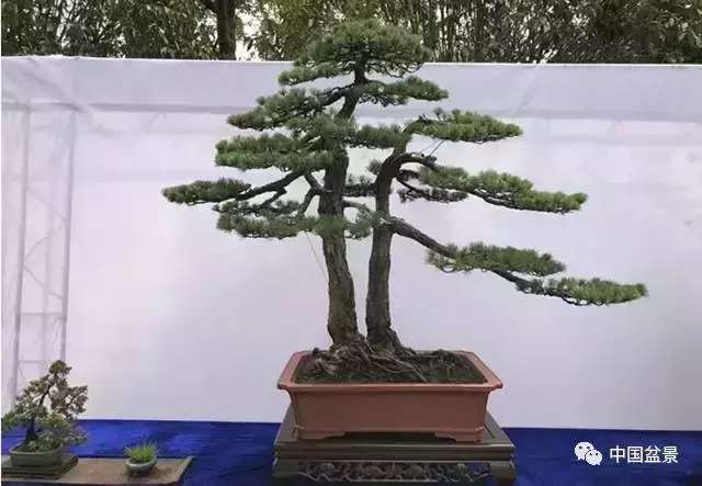 一本双杆式映山红盆景,一本双杆黄杨盆景制作全过程