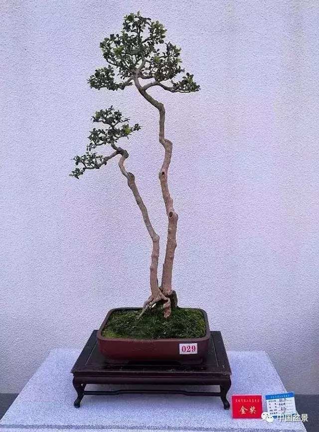 一本双杆式映山红盆景,一本双杆黄杨盆景制作全过程