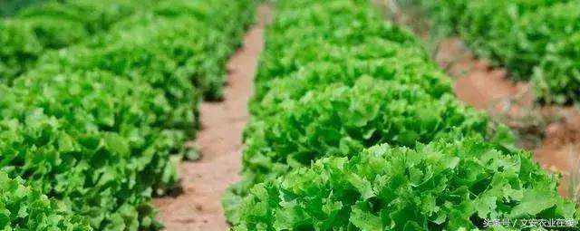 蔬菜可以用什么除草剂,蔬菜地只除草不伤蔬菜的除草剂