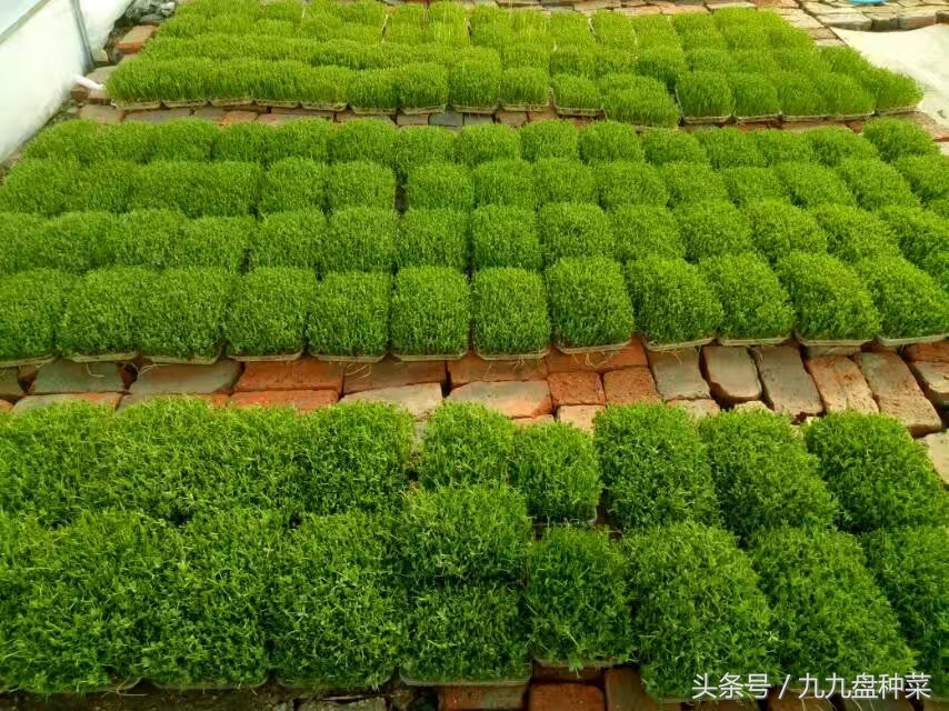 用塑料盒种植芽苗菜,如何用盒子种芽苗菜