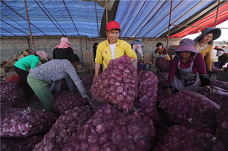 大蒜滞销帮帮老农图片,大蒜滞销爱心接力