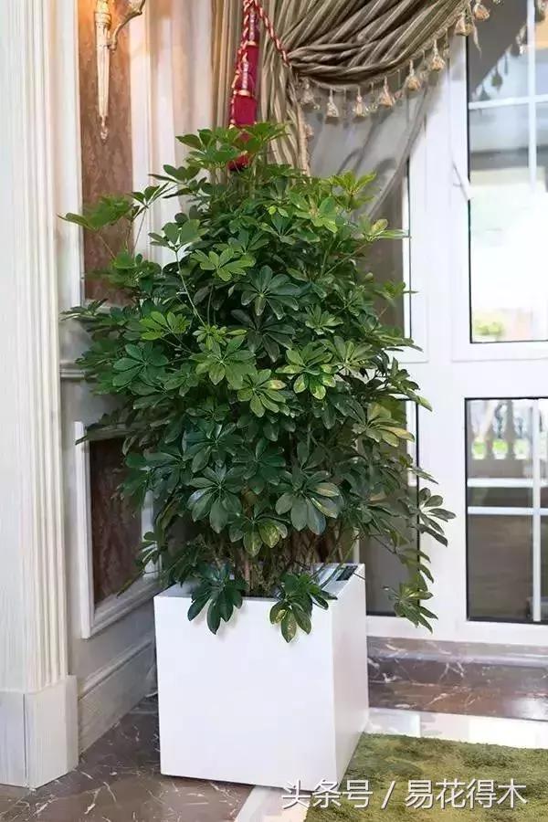 鹅掌柴种植与养护知识,鹅掌柴和鸭脚木的区别