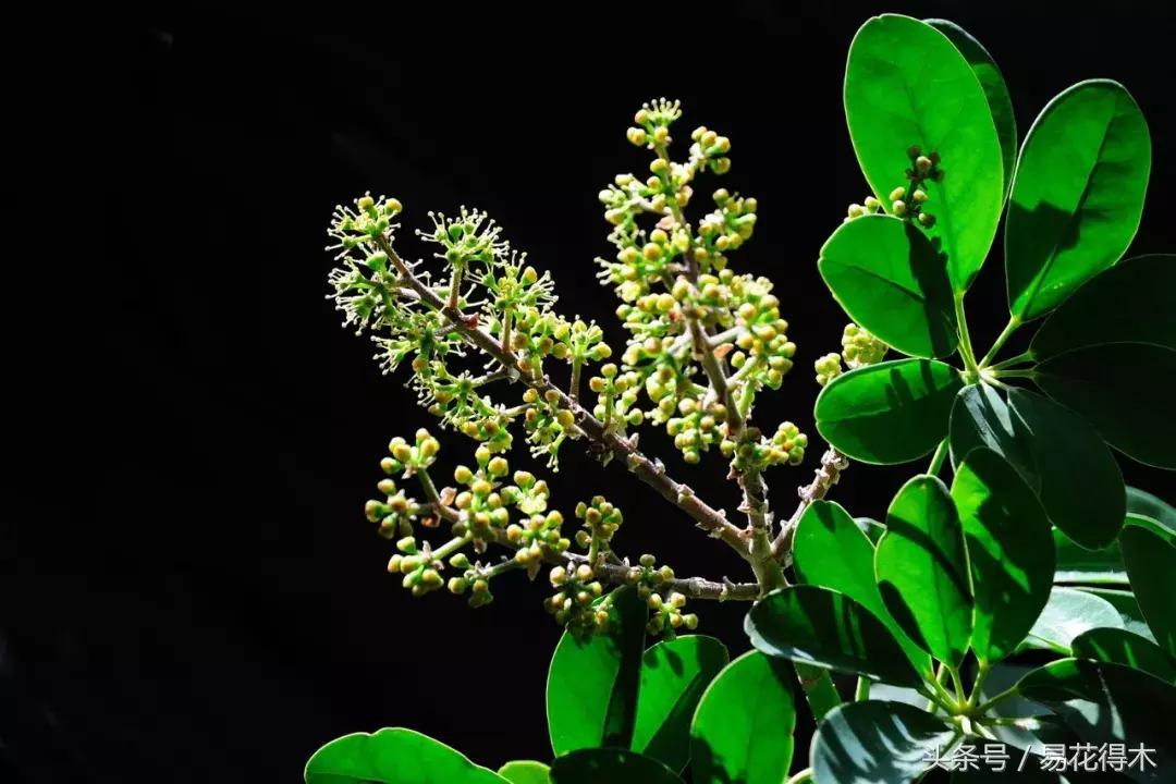 鹅掌柴种植与养护知识,鹅掌柴和鸭脚木的区别