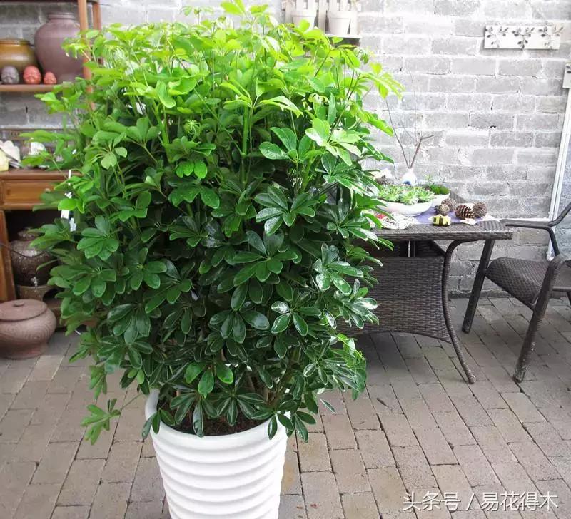 鹅掌柴种植与养护知识,鹅掌柴和鸭脚木的区别