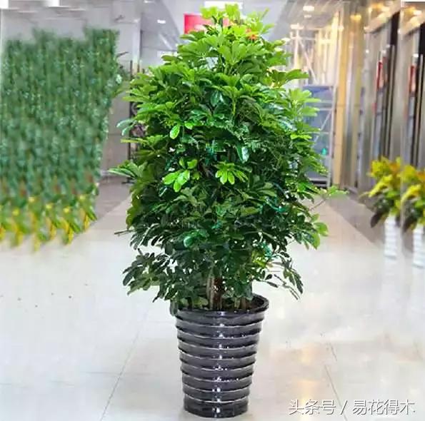 鹅掌柴种植与养护知识,鹅掌柴和鸭脚木的区别
