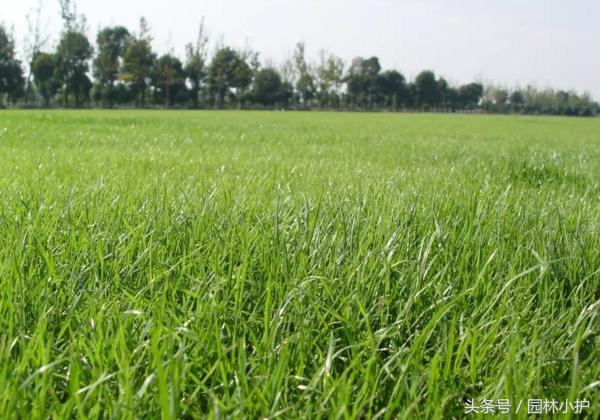 暖季型草坪秋冬季怎么常绿,如何延长人造草坪使用寿命