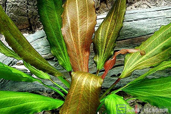 怎么让草缸变得更高级,怎么样让草缸草越来越绿