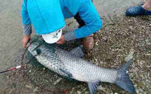 讲一下青鱼怎么钓最好,钓老青鱼怎么钓最好呢