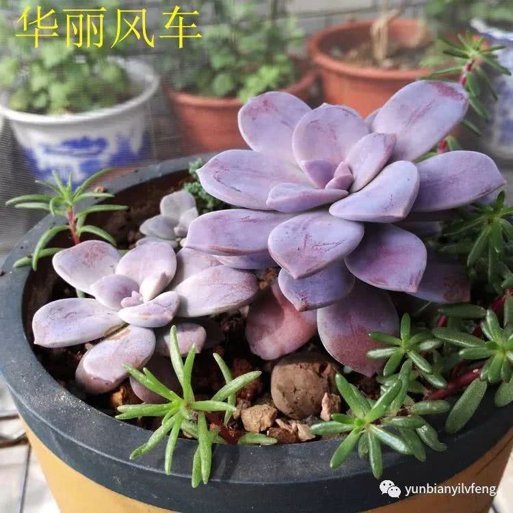 多肉华丽风车和紫乐的区别,多肉华丽风车断头了怎么办