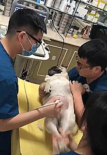 巴哥被主人怼到角落里骂,巴哥被打脸的视频