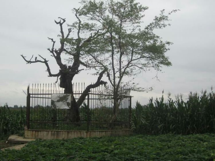 南阳博望规划图,南阳博望最新规划图