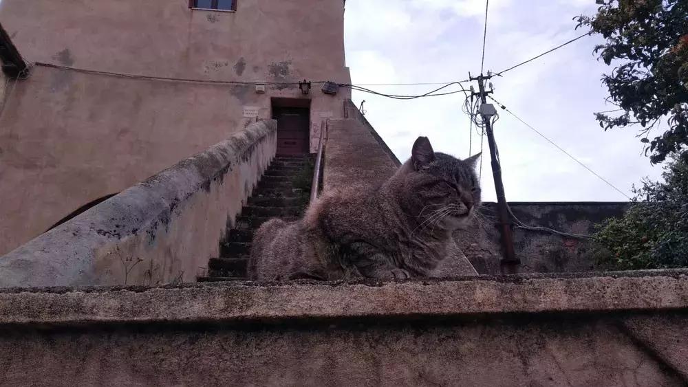 战士大猫视野里的诸国之战：中国与铜牌擦肩而过