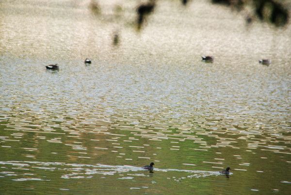 “情不知所起,一往而深”:腾冲旅游吃住行攻略拿走不谢