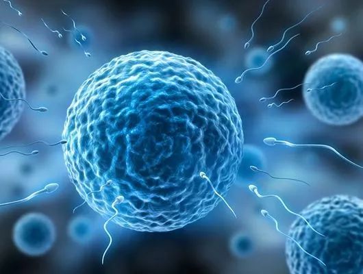 徐静蕾冻卵的危害,林志玲为什么要冻卵