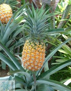 菠萝和火龙果树长什么样,火龙果树照片