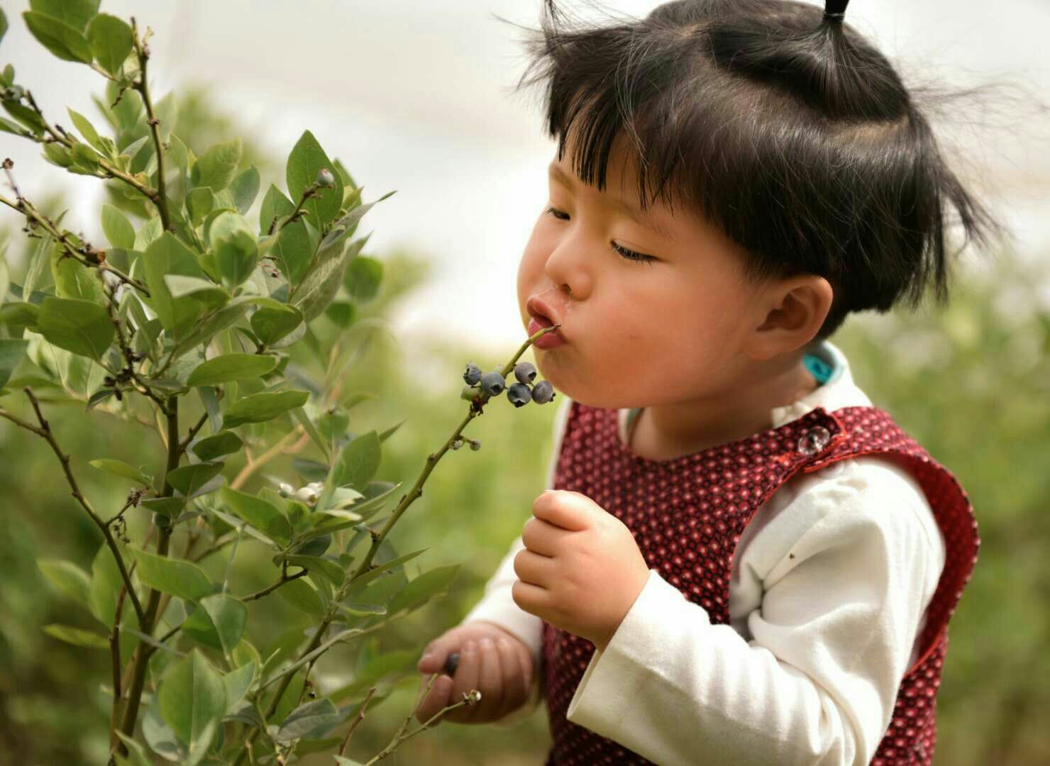 蓝莓是著名的什么果,蓝莓特色产品简介