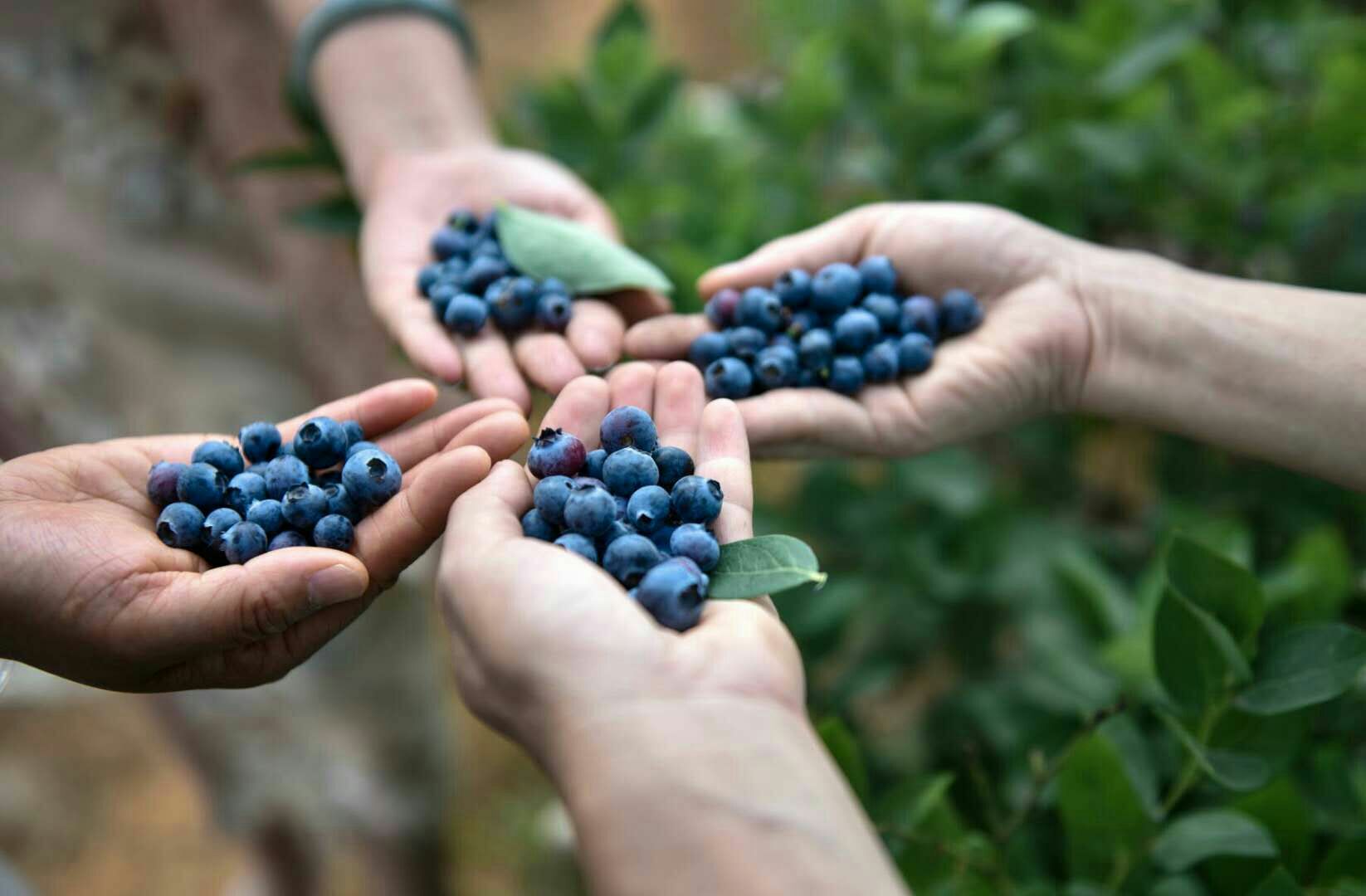 蓝莓是著名的什么果,蓝莓特色产品简介