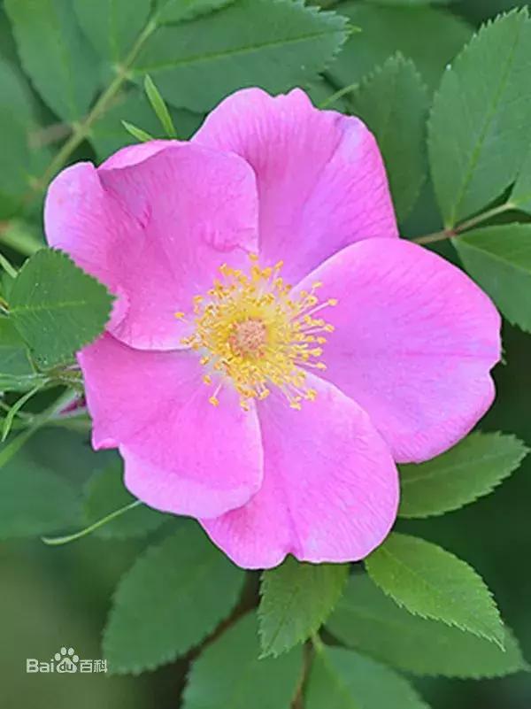 月季玫瑰蔷薇有哪些区别,月季玫瑰蔷薇三者有何区别