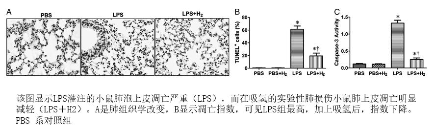 《癌症康复》每日谈｜氢分子与健康的故事（5）：氢气“护”肺