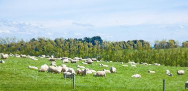 a2牛奶和普通牛奶有什么不一样,a-2牛奶