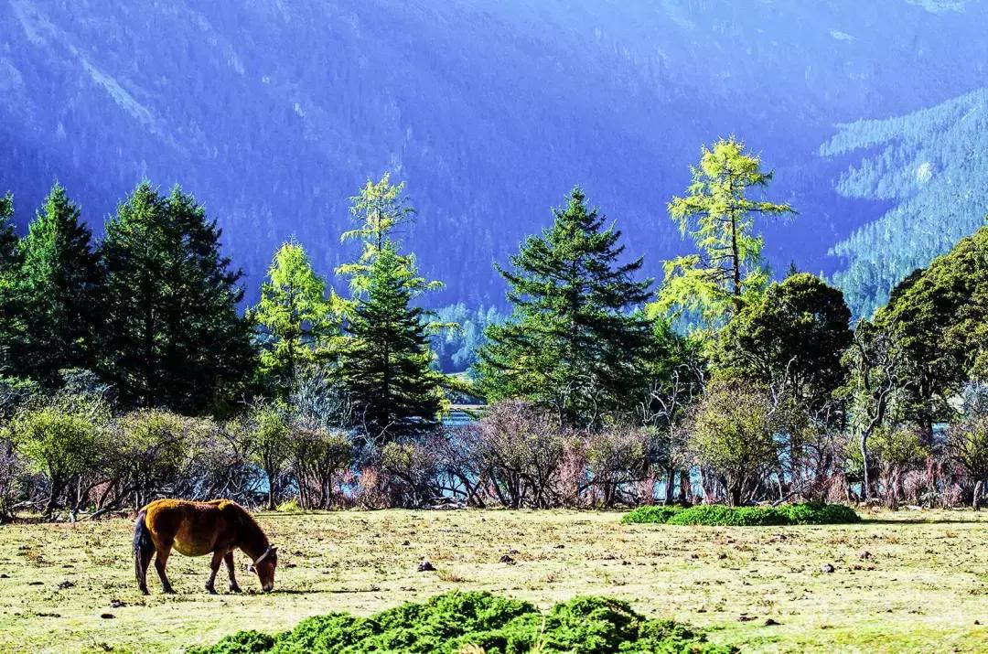四川青城山景区免票,四川对浙江省免票的旅游景区