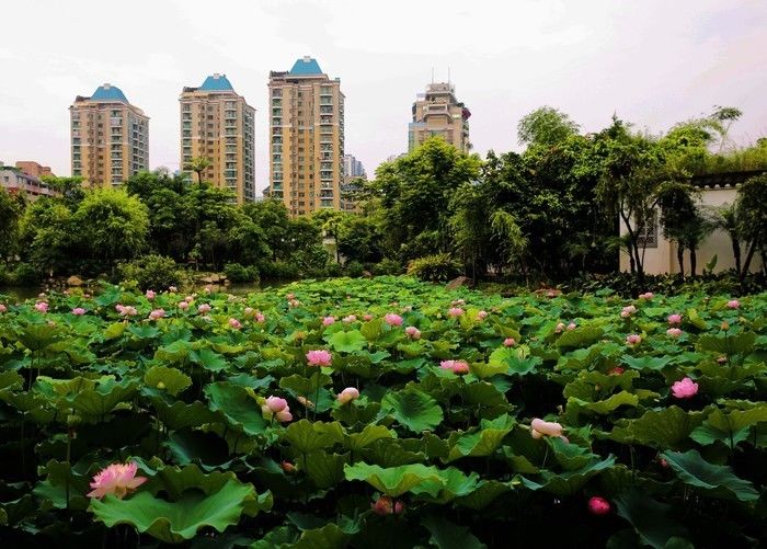 福州2022年5月赏花攻略,福州春季赏花胜地