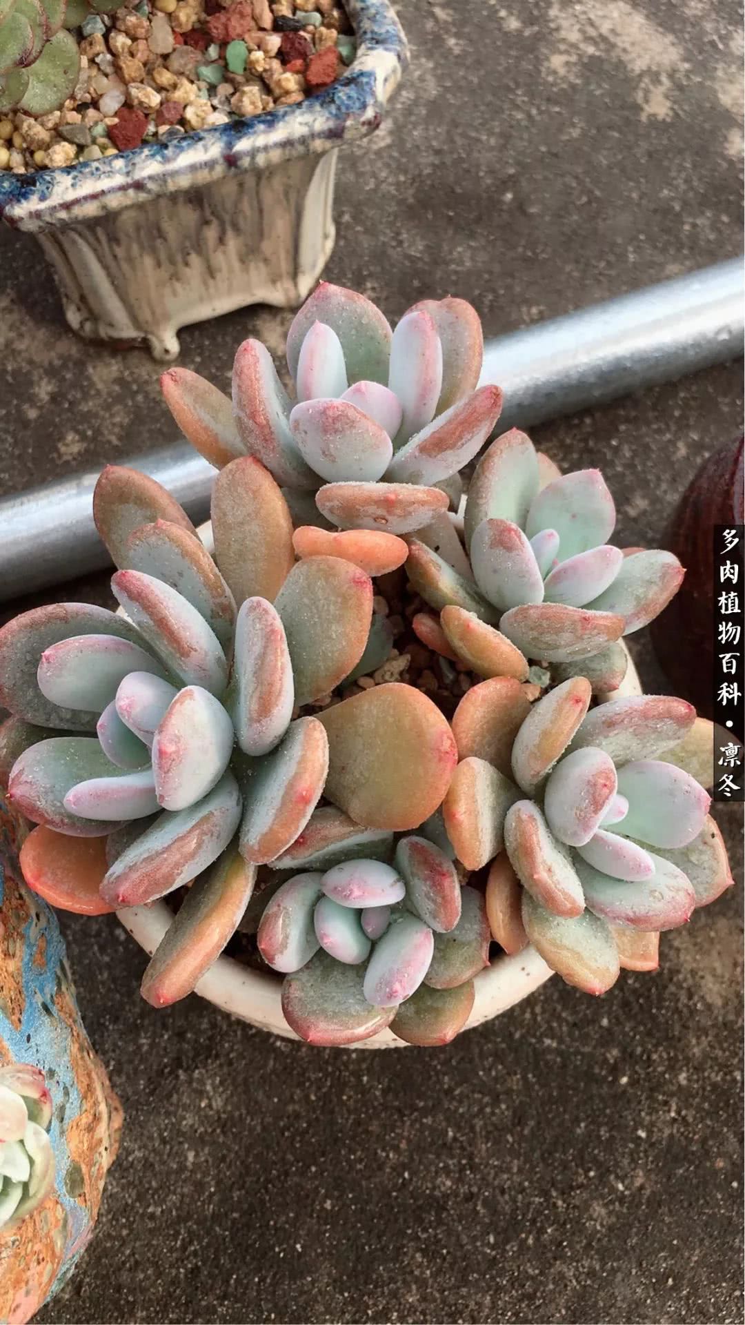 一入装修深似海从此钱包是路人,一入花坑深似海从此钱包成路人