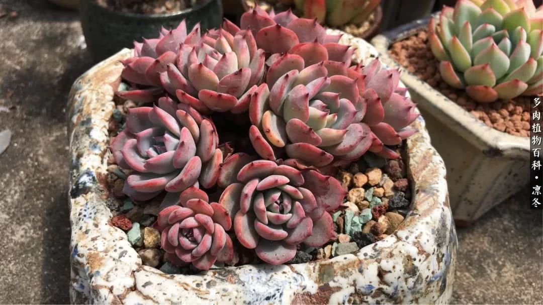 一入装修深似海从此钱包是路人,一入花坑深似海从此钱包成路人