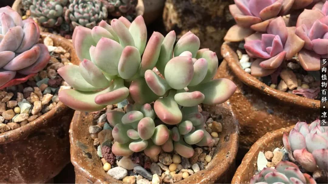 一入装修深似海从此钱包是路人,一入花坑深似海从此钱包成路人