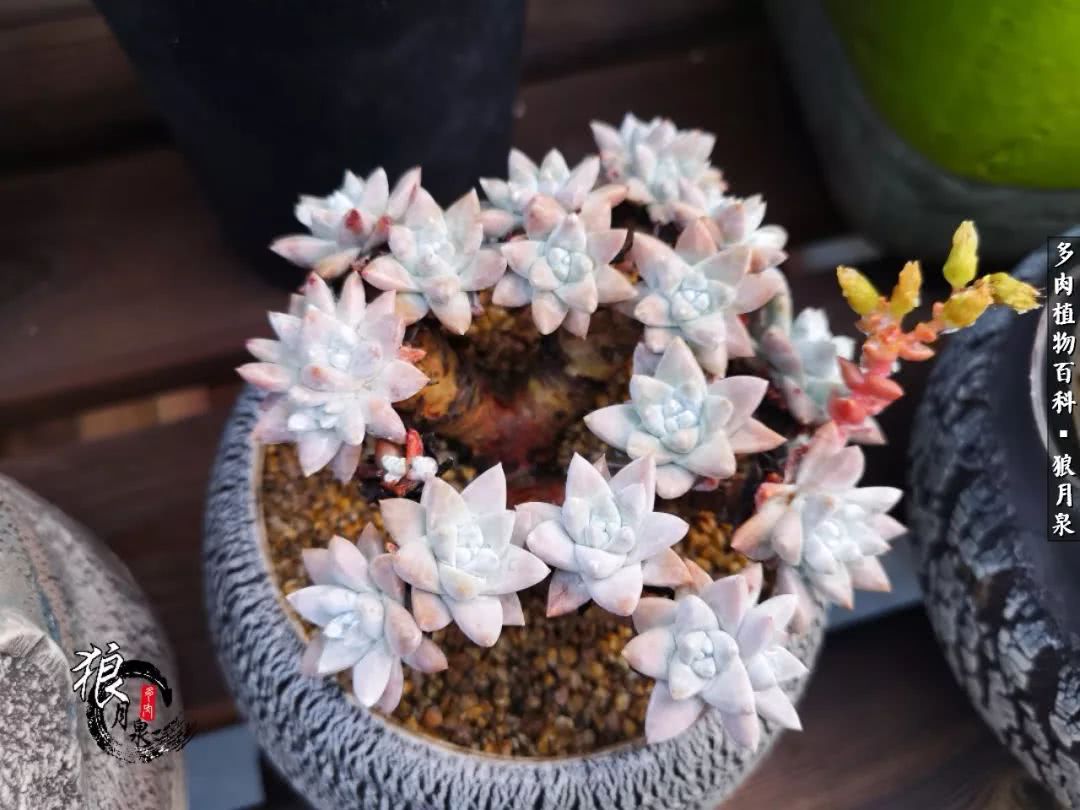 多肉度夏的前期准备,多肉度夏前杀菌