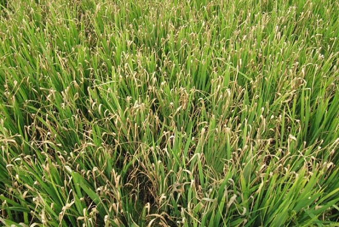 水稻药害怎么补救最好,水稻除草剂药害怎么补救