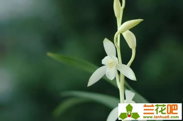 建兰素心兰品种及图片,青山玉泉兰花勤花吗