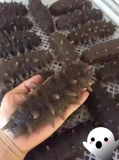 揭秘海参内幕,海参市场的真实现状