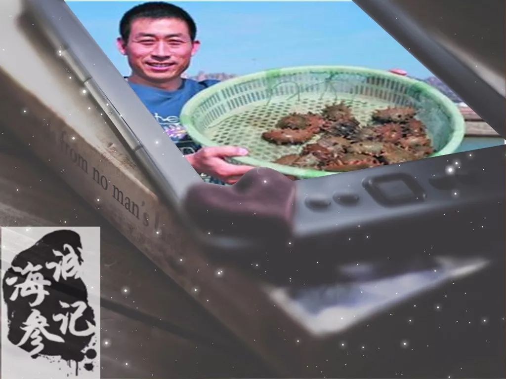 揭秘海参内幕,海参市场的真实现状