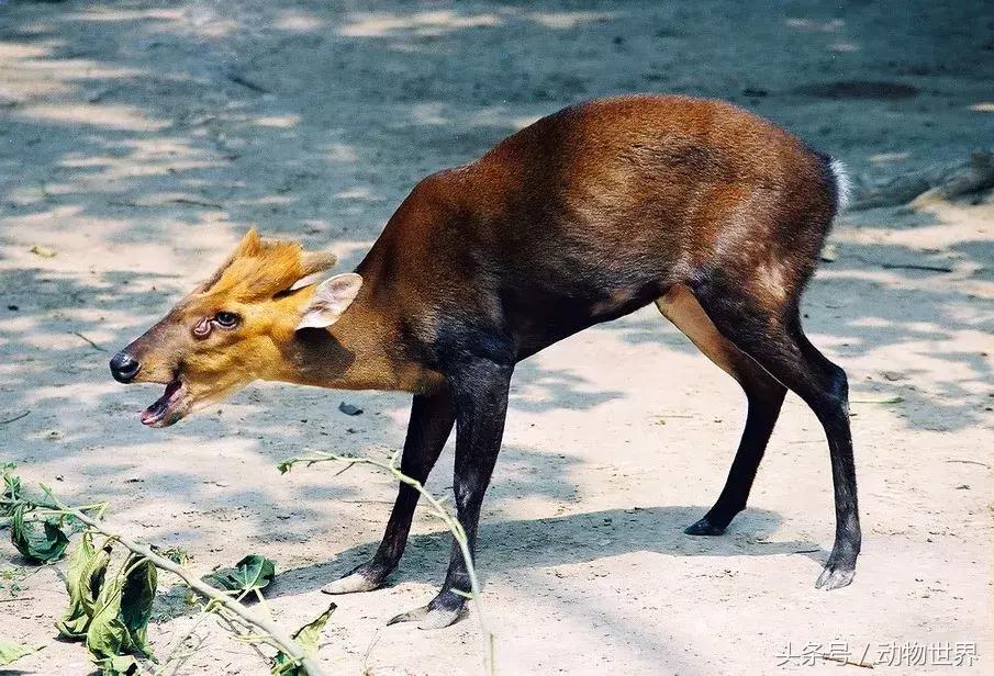 是鹿而非鹿的动物-麂